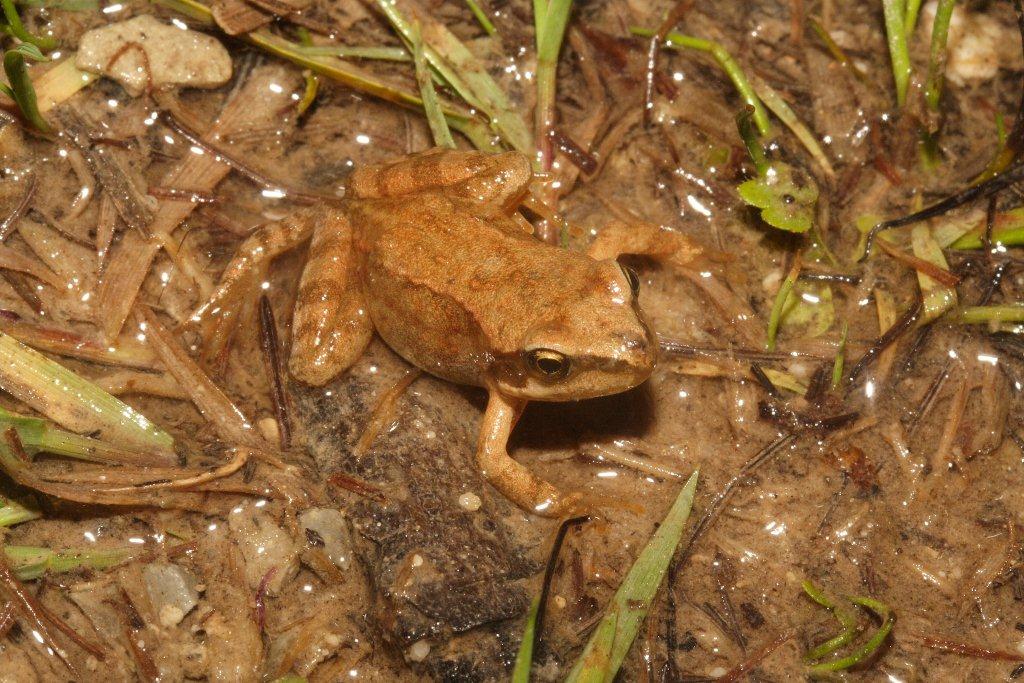 Metamorfosato Bolzanino da Id - Rana temporaria